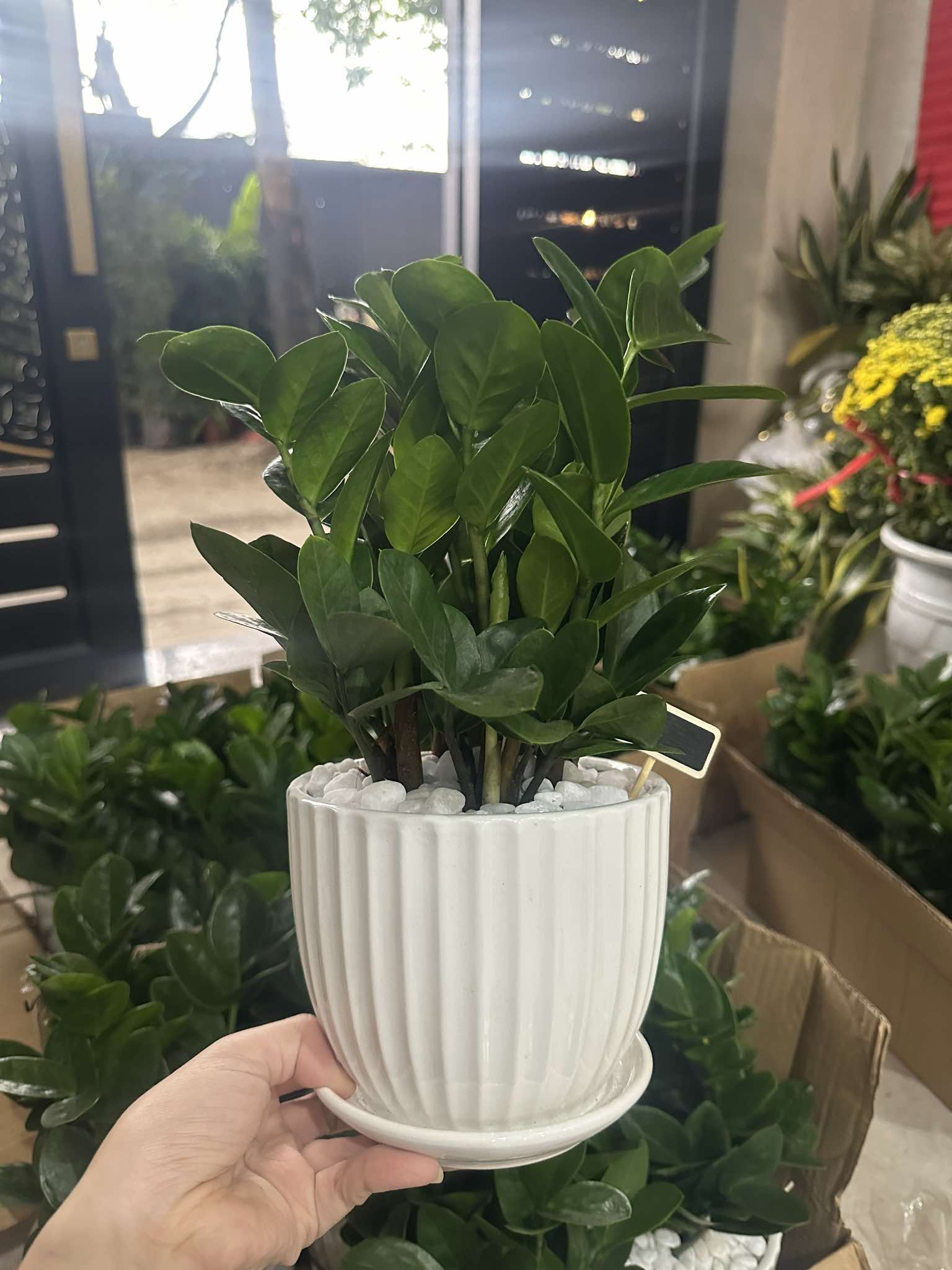 Báo giá mẫu kim tiền để bàn văn phòng _Vinatrees